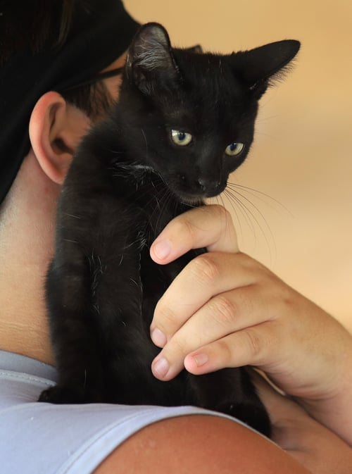 SOCRATES - Domestic Medium Hair available for adoption