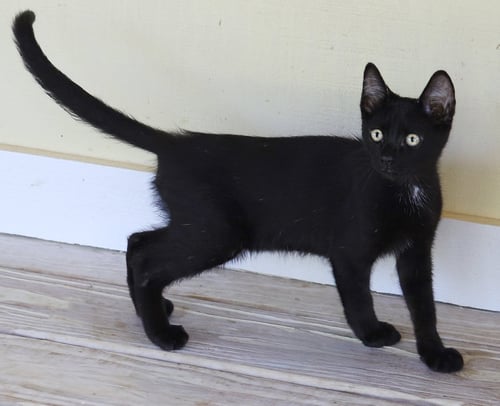 SOCRATES - Domestic Medium Hair available for adoption