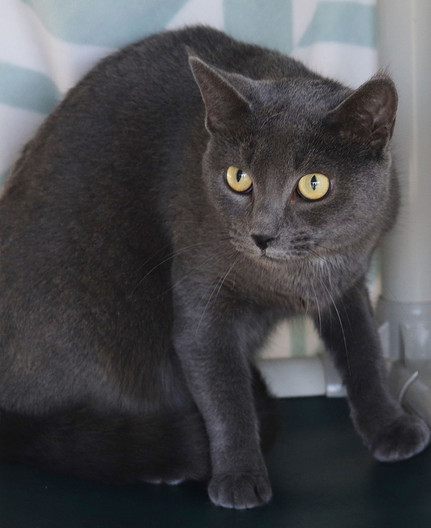 TRISHA - Domestic Short Hair available for adoption