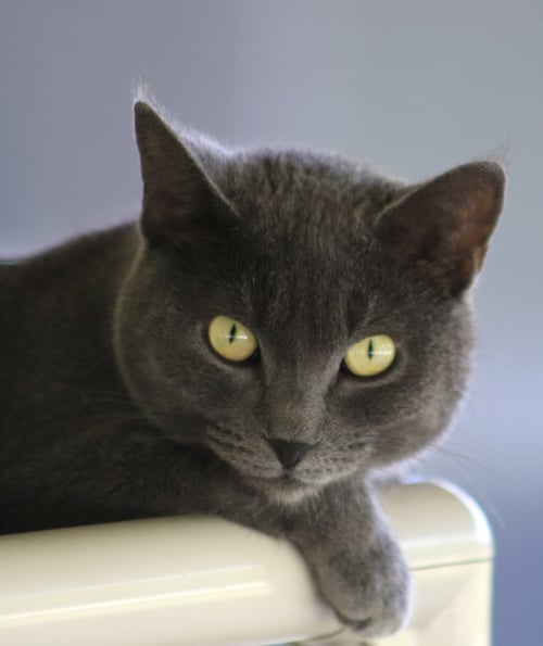 TRISHA - Domestic Short Hair available for adoption