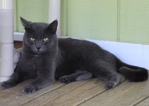 TRISHA - Domestic Short Hair available for adoption