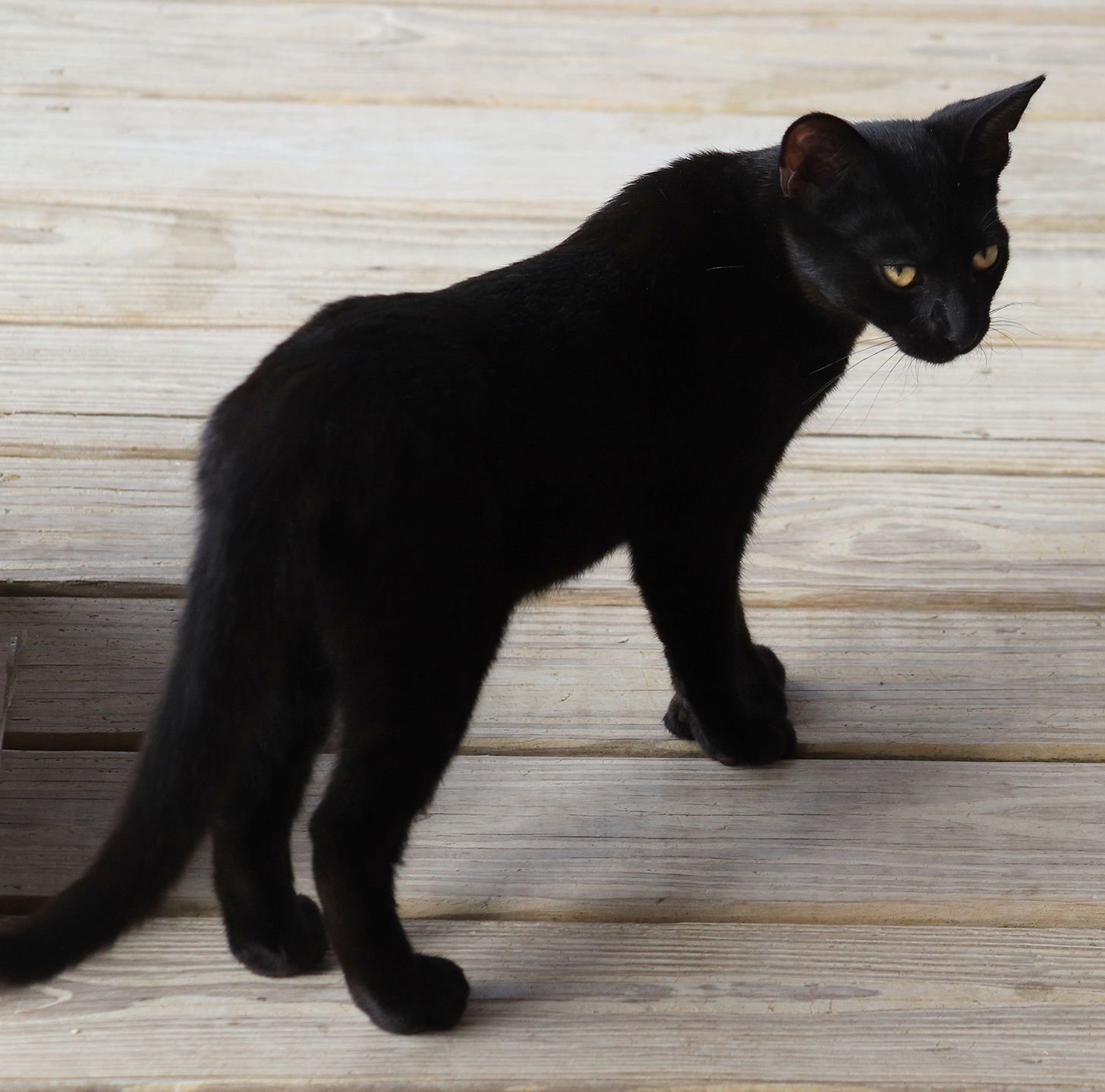 ABRIELLE - Domestic Short Hair available for adoption