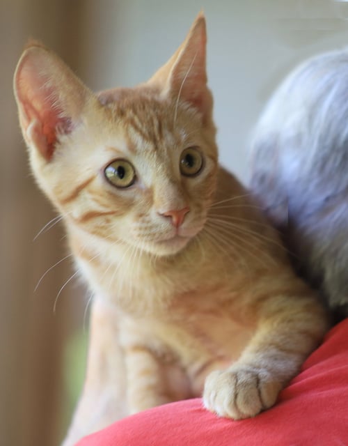 SAILOR - Domestic Short Hair available for adoption
