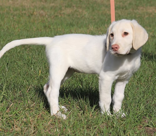 JENGA - Hound available for adoption