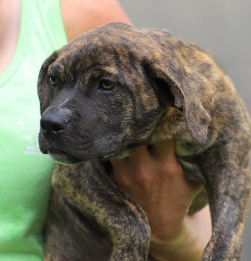 JERSEY - American Staffordshire Terrier available for adoption