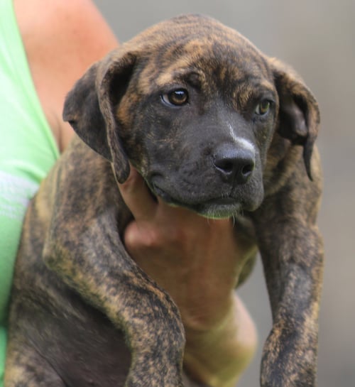 JERSEY - American Staffordshire Terrier available for adoption
