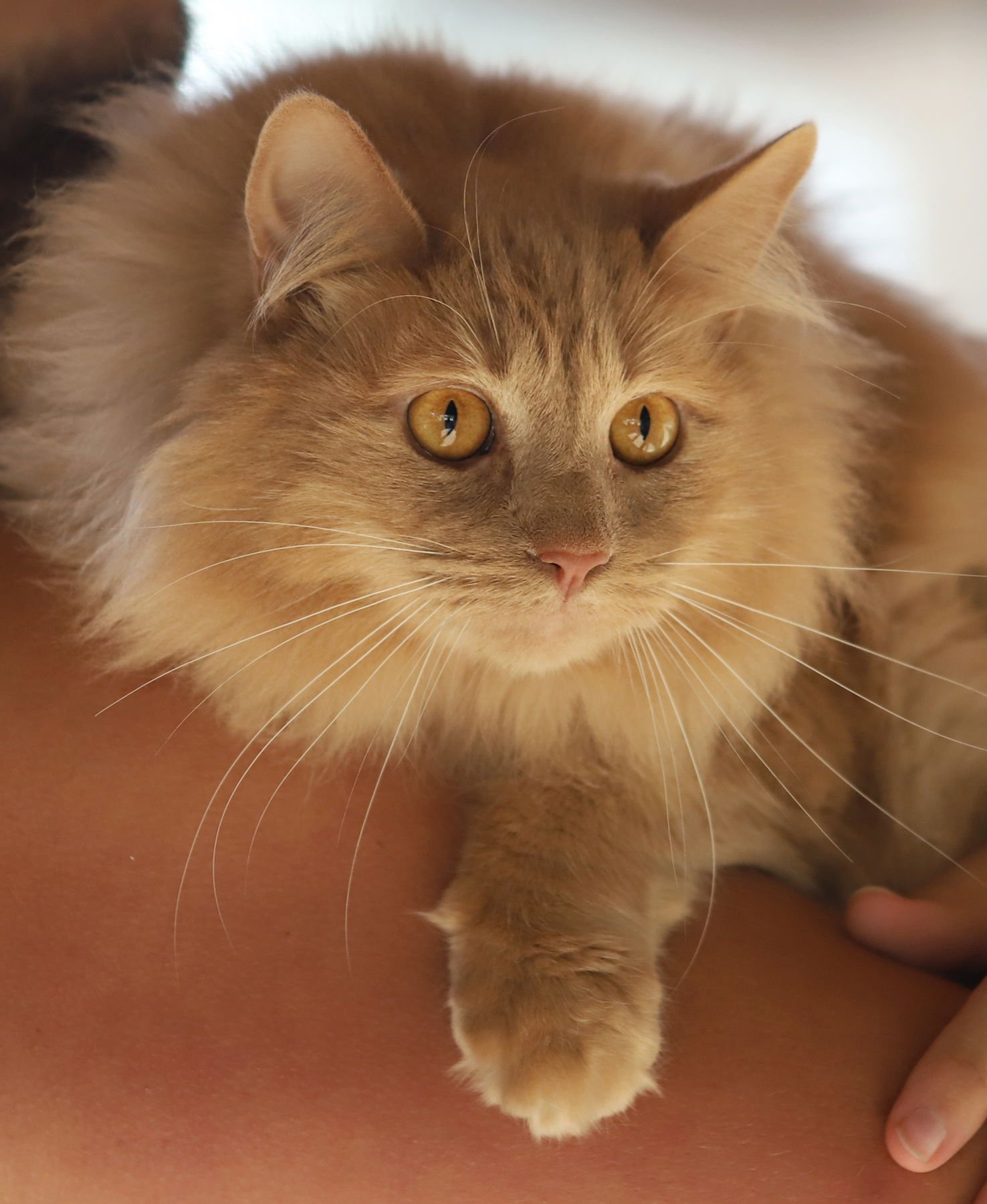 HENRY - Domestic Long Hair available for adoption