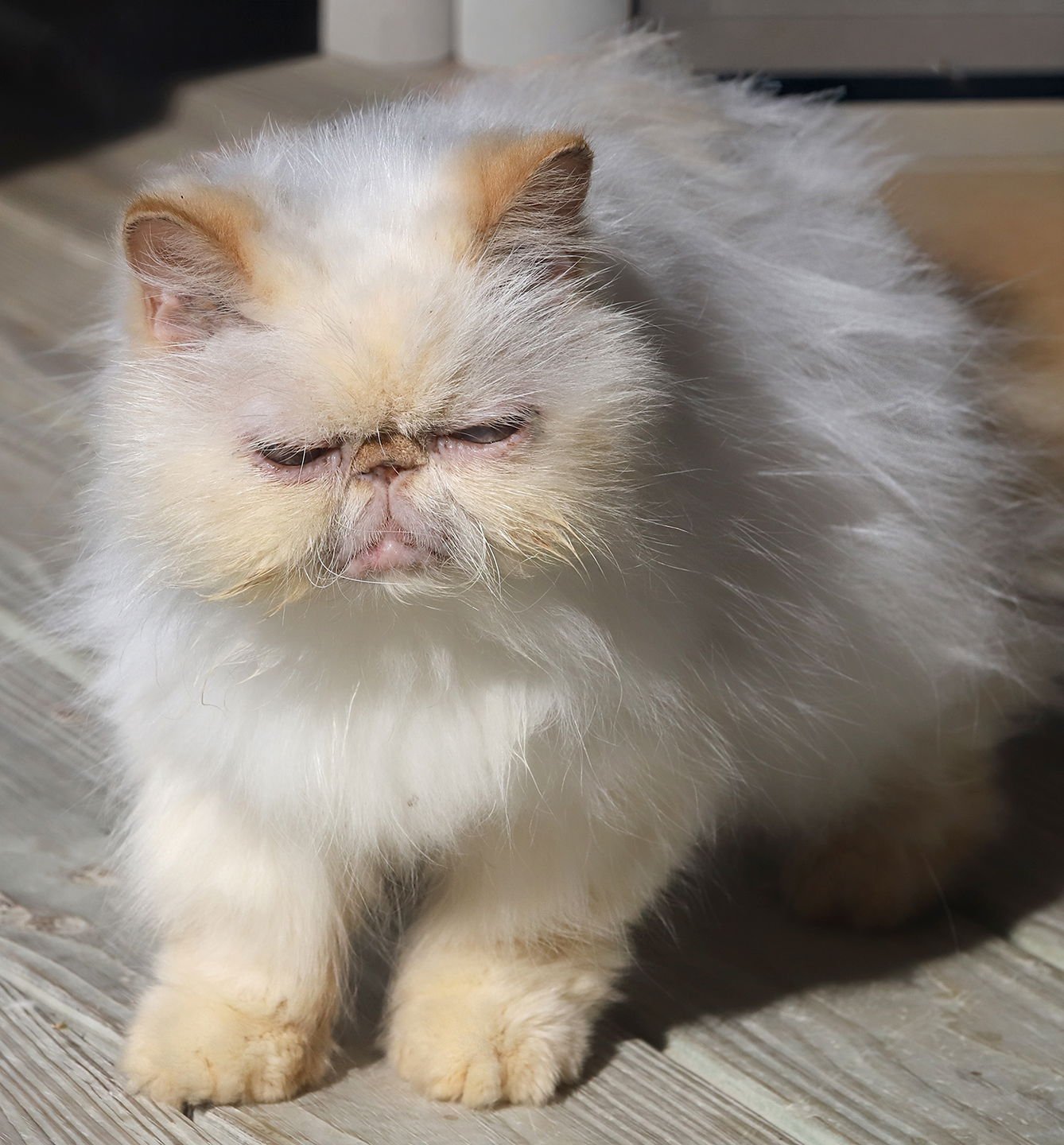 ROMO - Himalayan available for adoption