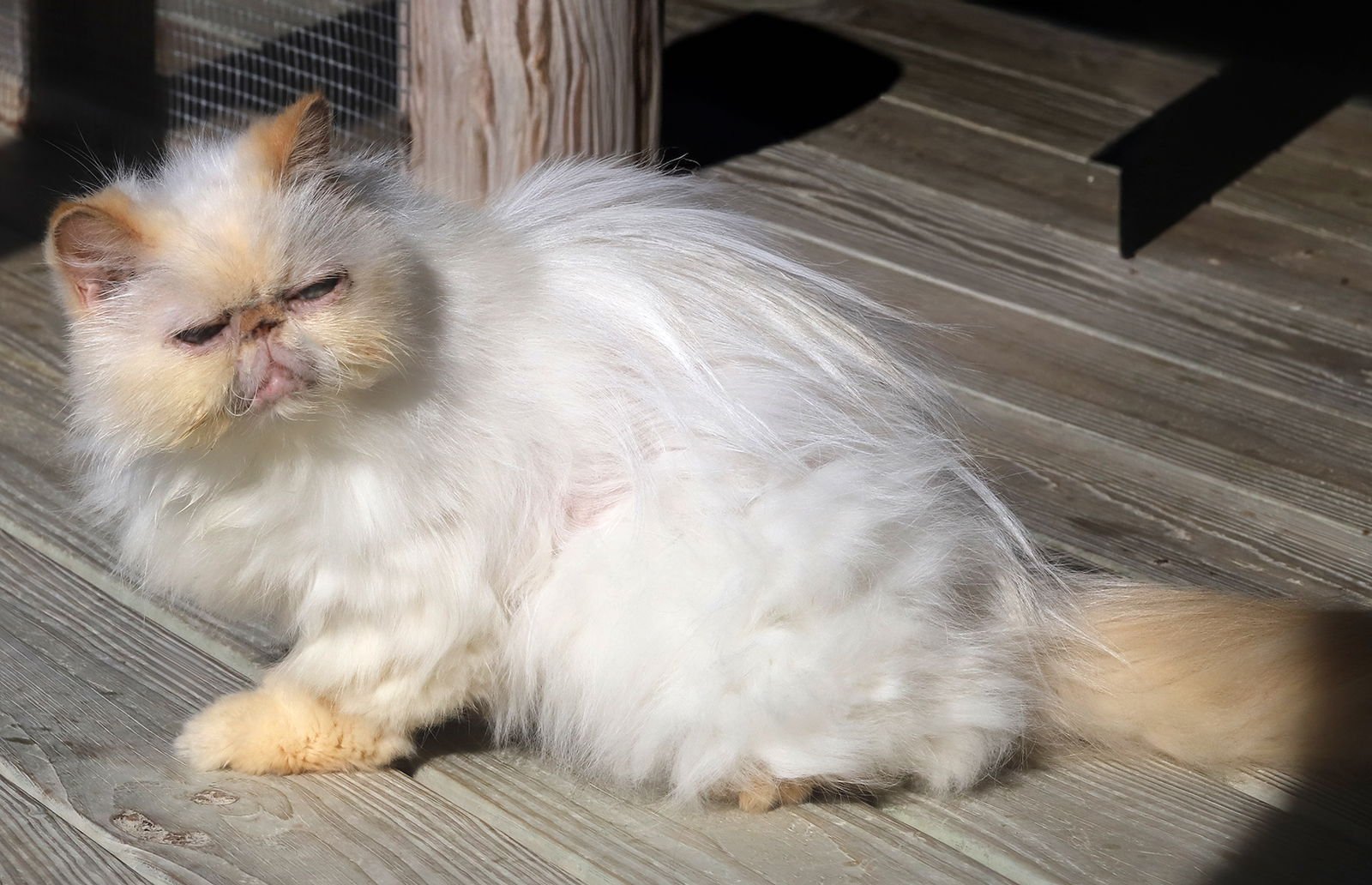 ROMO - Himalayan available for adoption