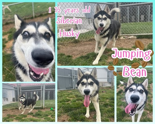 JUMPING BEAN - Husky for adoption in Indianapolis
