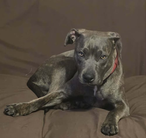 FREYA - American Staffordshire Terrier for adoption in Indianapolis