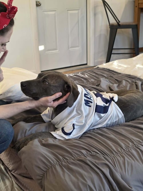 FREYA - PENDING - American Staffordshire Terrier available for adoption