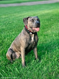 FREYA - pending - Photo 3