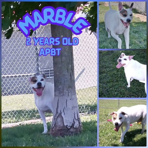 MARBLE - American Pit Bull Terrier for adoption in Indianapolis