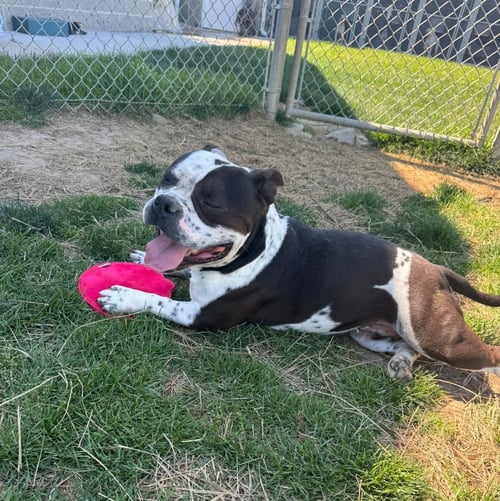 KATRINA - American Staffordshire Terrier for adoption in Indianapolis