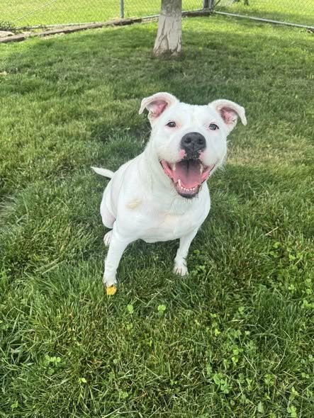 ELECTRA - American Staffordshire Terrier for adoption in Indianapolis