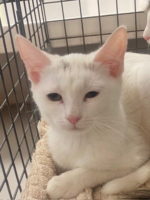 MARSHMELLOW - Domestic Short Hair available for adoption