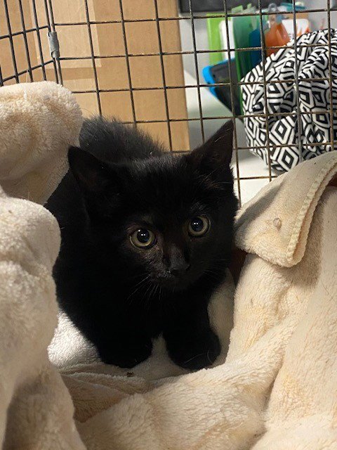UNKNOWN - Domestic Short Hair available for adoption