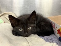 FURGIE - Photo 1
