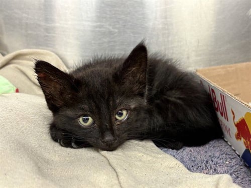 FURGIE - Domestic Long Hair for adoption in Ontario