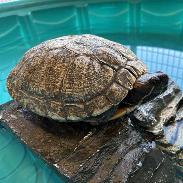 SHELLDON - Turtle available for adoption