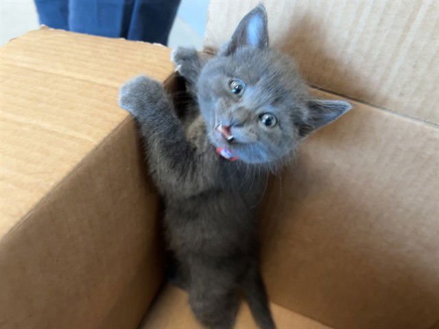 A777792 - Domestic Short Hair available for adoption