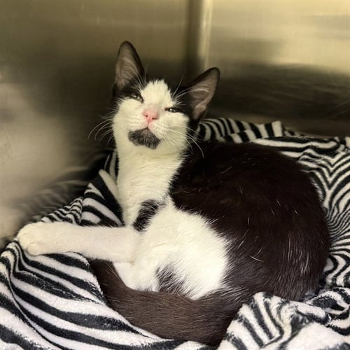 CUTIE - Domestic Short Hair available for adoption