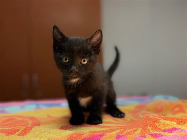 CRUISE - Domestic Short Hair available for adoption