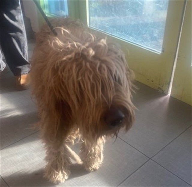 BRIX - Golden Retriever / Poodle (Standard) available for adoption