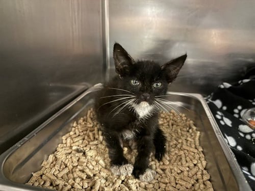 A780190 - Domestic Short Hair available for adoption