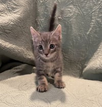 BOOGIE - Photo 1