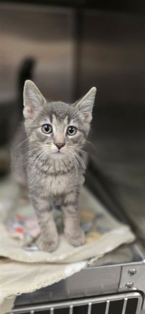 PONCHAN - Domestic Short Hair available for adoption