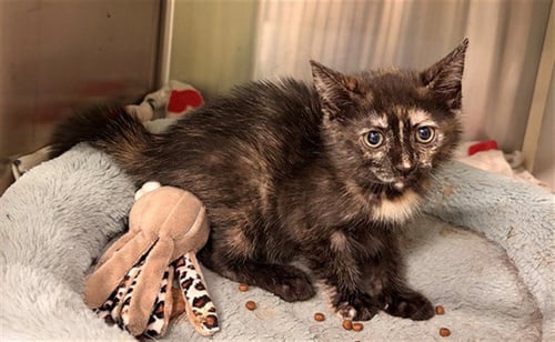 PEPPLE - Domestic Short Hair for adoption in Ontario
