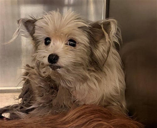 UNKNOWN - Cairn Terrier available for adoption