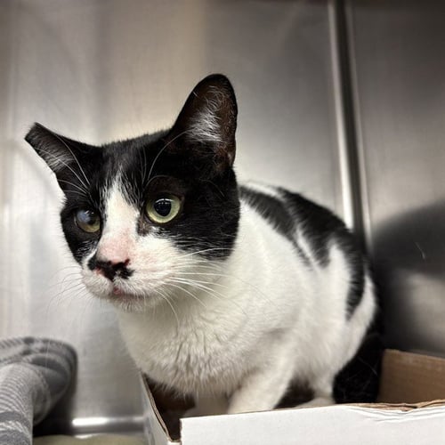 CONSTANCE - Domestic Short Hair available for adoption