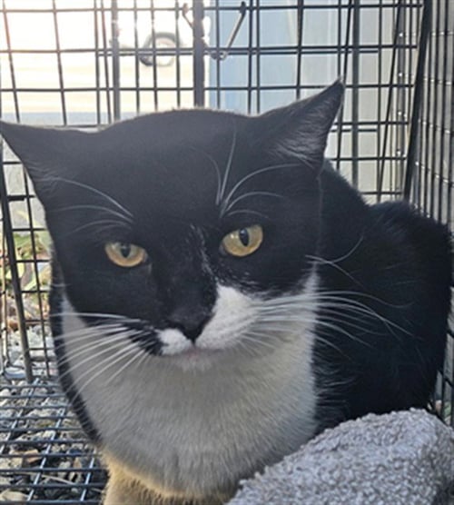 CARTILLA 5 - Domestic Short Hair available for adoption