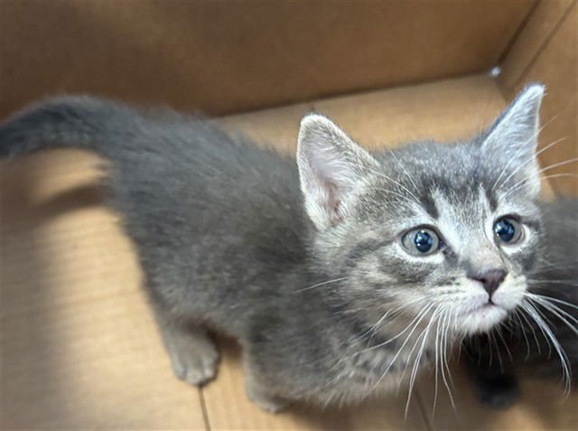 A777793 - Domestic Short Hair available for adoption