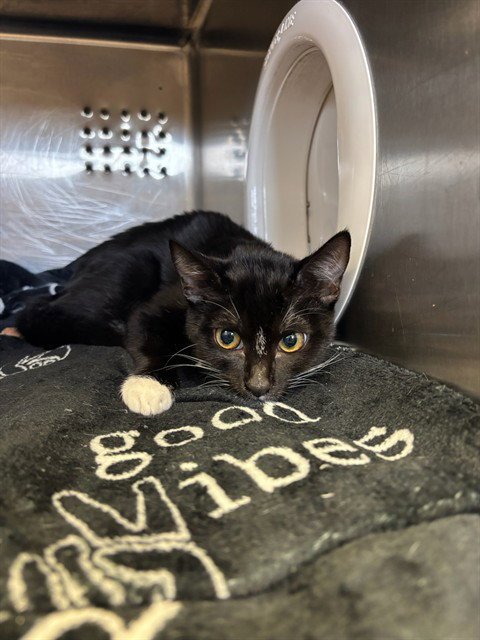 MYST - Domestic Short Hair available for adoption