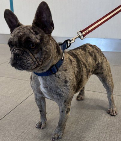 PIXIE - French Bulldog available for adoption