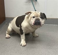 OPIE - Photo 1