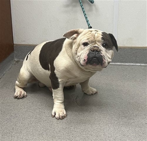OPIE - English Bulldog available for adoption