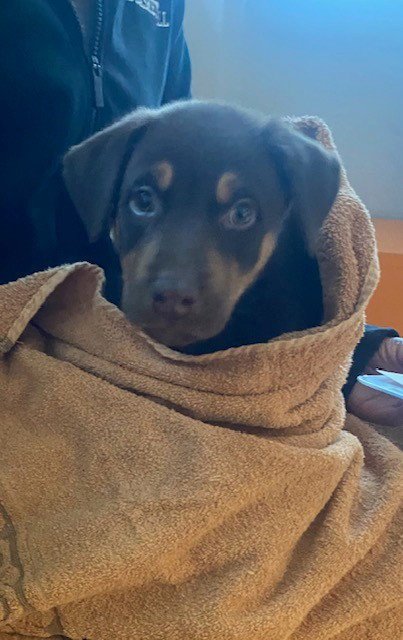 UNKNOWN - Labrador Retriever available for adoption