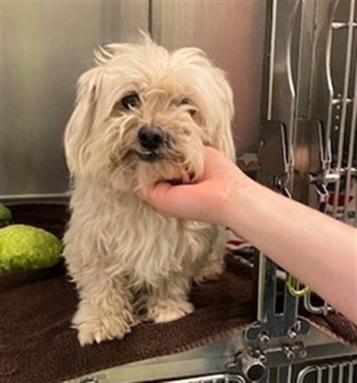 MILO - Poodle (Toy) available for adoption