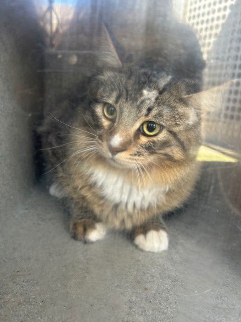 SAUTERNE 2 - Domestic Medium Hair available for adoption