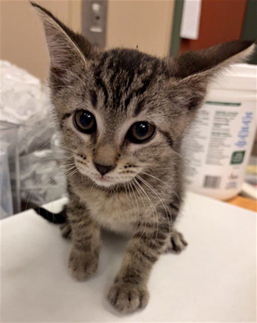 POLLY POCKET - Domestic Short Hair available for adoption