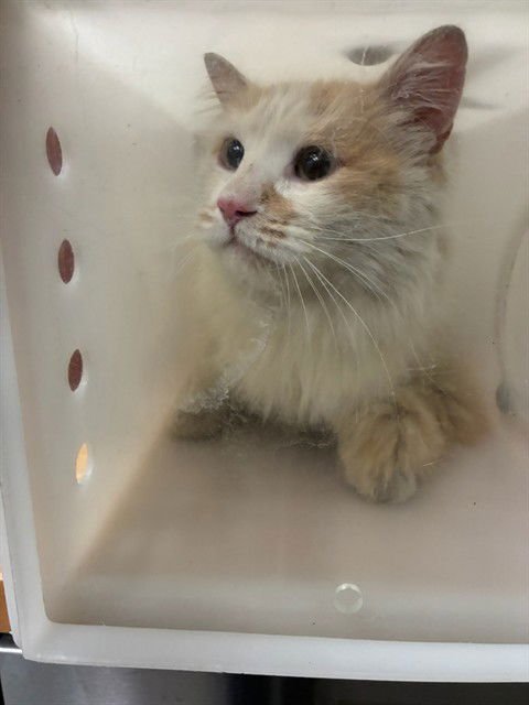 ROACHIE - Domestic Long Hair available for adoption