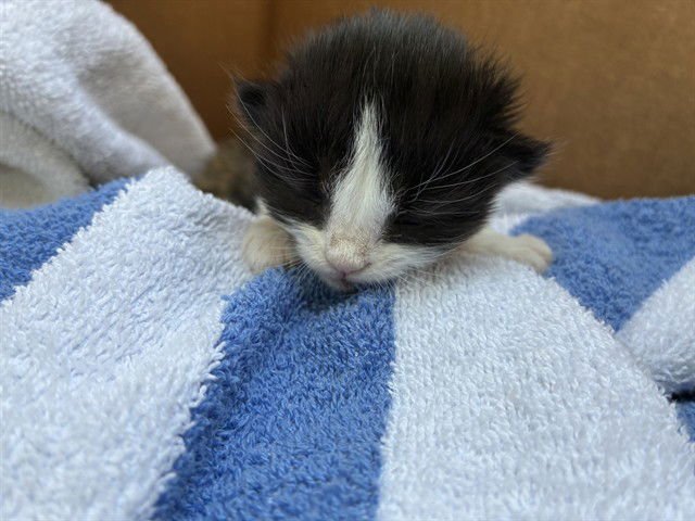 UNKNOWN - Domestic Short Hair available for adoption