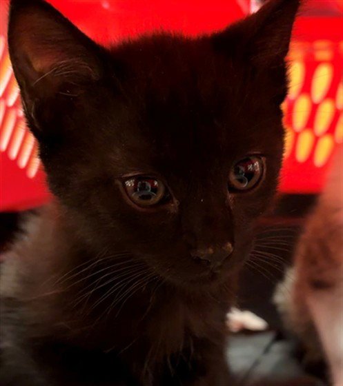 TEJ - Domestic Short Hair available for adoption