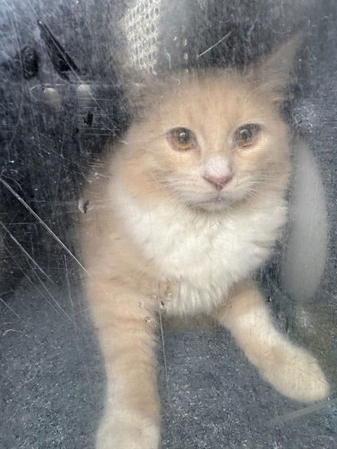 SAUTERNE 4 - Domestic Short Hair available for adoption