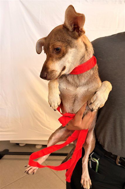 PEPPER - Chihuahua available for adoption